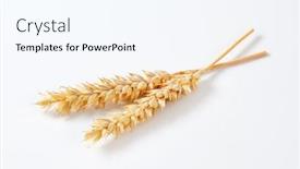  Presentation with ears - Colorful slide set enhanced with two-wheat-ears-on-white backdrop and a cool aqua colored foreground