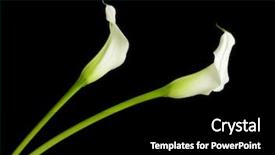  Presentation with calla - Amazing slide deck having two white calla lilies isolated backdrop and a black colored foreground