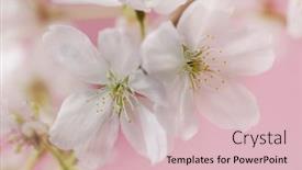  Presentation with cherry blossoms of tokyo - Colorful theme enhanced with two-white-cherry-blossoms backdrop and a lemonade colored foreground