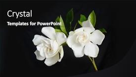  Presentation with stem - PPT layouts having two-white-gardenia-with-leaf background and a  colored foreground