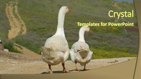  Presentation with geese - PPT layouts featuring two white geese go away background and a tawny brown colored foreground