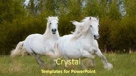  Presentation with horses - Amazing presentation theme having two-white-horses-galloping-together backdrop and a tawny brown colored foreground