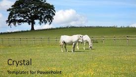  Presentation with welsh - Slides enhanced with two white horses grazing background and a gold colored foreground