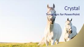  Presentation with animals nature - Audience pleasing slides consisting of two white horses trotting ahead backdrop and a sky blue colored foreground
