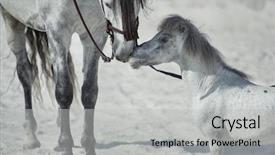  Presentation with wild horses - PPT theme consisting of two white horses background and a light gray colored foreground