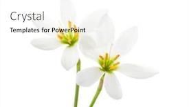  Presentation with candida - Slides consisting of two-white-lilies-isolated background and a white colored foreground