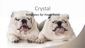  Presentation with english bulldog - PPT theme enhanced with two white male english bulldog adult dogs with funny expressions laying down on white background background and a white colored foreground