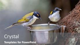  Presentation with olive green - PPT layouts enhanced with two-white-naped-honeyeaters-melithreptus and a gray colored foreground