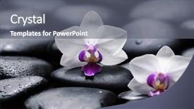  Presentation with orchid - Amazing slide set having two white orchid with therapy stones backdrop and a gray colored foreground
