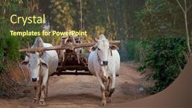  Presentation with wooden - Beautiful slides featuring two-white-oxen-pulling-wooden backdrop and a tawny brown colored foreground