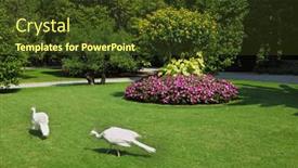  Presentation with peacocks - Audience pleasing PPT layouts consisting of two-white-peacocks-this-luxury backdrop and a tawny brown colored foreground