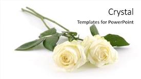  Presentation with white rose - Presentation enhanced with two white roses on white background and a white colored foreground