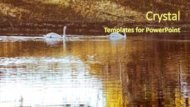  Presentation with autumn - Presentation having two white swan in autumn background and a tawny brown colored foreground