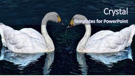  Presentation with lake - Colorful PPT theme enhanced with two white swan in lake backdrop and a navy blue colored foreground