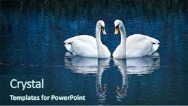  Presentation with love - Amazing presentation theme having two white swan in love backdrop and a ocean colored foreground
