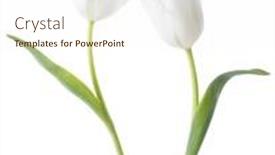  Presentation with tulips - PPT theme enhanced with two-white-tulips-isolated background and a cream colored foreground