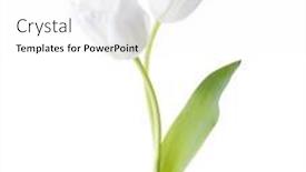  Presentation with tulips - Presentation design consisting of two-white-tulips-isolated background and a white colored foreground