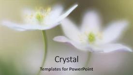  Presentation with rustic wood and flowers - Theme consisting of two white wood anemones wild background and a light gray colored foreground