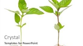  Presentation with root - Theme with two whole basil plants with root isolated on white background background and a white colored foreground