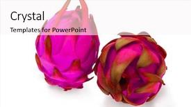  Presentation with dragon fruit - Colorful slides enhanced with two whole dragon fruit backdrop and a  colored foreground