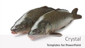  Presentation with fishes - Beautiful slides featuring two whole fresh carp fishes isolated at white background backdrop and a white colored foreground