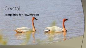  Presentation with lake - Presentation theme having two-whooper-swans background and a light blue colored foreground