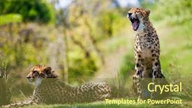  Presentation with wild learning - Slides with two wild african cheetahs relaxing background and a tawny brown colored foreground