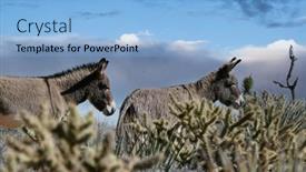  Presentation with las vegas nevada - Colorful presentation theme enhanced with two-wild-burros-at-red backdrop and a light blue colored foreground