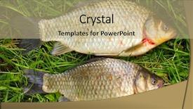  Presentation with goldfish - Beautiful presentation theme featuring two wild prussian carp carassius backdrop and a coral colored foreground