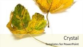  Presentation with maple leaves - Slides with octoberacer - two yellow autumnal leaves background and a blonde colored foreground