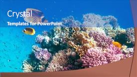  Presentation with coral reef - Slide deck enhanced with two-yellow-butterfly-fish background and a teal colored foreground