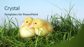  Presentation with easter - Colorful slides enhanced with two yellow easter ducklings talking backdrop and a cool aqua colored foreground