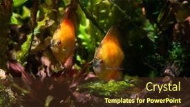  Presentation with fishes - Slides with two-yellow-exotic-fishes background and a tawny brown colored foreground