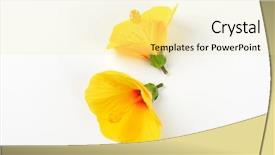  Presentation with hibiscus - PPT layouts having two yellow hibiscus blooms background and a blonde colored foreground