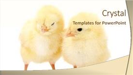  Presentation with bird - Beautiful PPT layouts featuring two yellow little chickens isolated backdrop and a cream colored foreground