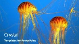  Presentation with jellyfish - Amazing slide set having two yellow-orange jellyfish with thin tentacles aquarium with bright blue water backdrop and a ocean colored foreground