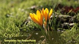  Presentation with grass - Cool new PPT theme with two-yellow-sunny-crokuses backdrop and a tawny brown colored foreground
