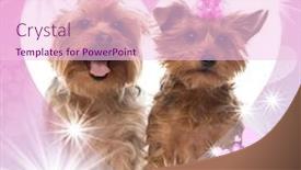  Presentation with fancy - PPT layouts featuring two yorkshire terriers panting on a fancy designed background background and a lemonade colored foreground