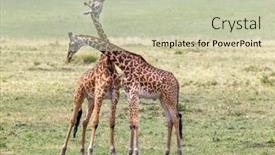  Presentation with behaviour - Slide set enhanced with two-young-adult-male-masai background and a mint green colored foreground