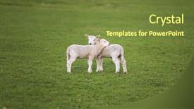  Presentation with baby chicken in poultry farm - Beautiful theme featuring two young baby spring lambs backdrop and a  colored foreground