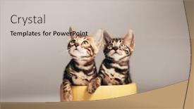  Presentation with cats - Audience pleasing presentation theme consisting of two-young-bengal-cats-portrait backdrop and a light gray colored foreground