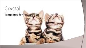  Presentation with cats - Cool new presentation with two-young-bengal-cats-portrait backdrop and a white colored foreground