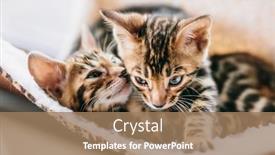  Presentation with cats - Presentation theme with two-young-bengal-cats-resting background and a coral colored foreground