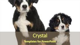  Presentation with jin ding monastry mountain - Slide set enhanced with two young bernese mountain dogs background and a violet colored foreground