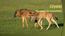  Presentation with south africa - PPT layouts featuring two young blue wildebeest calves background and a  colored foreground