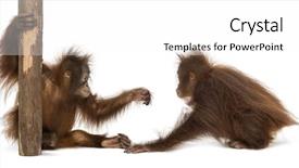  Presentation with animal - PPT layouts consisting of two young bornean orangutan playing background and a white colored foreground