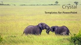  Presentation with elephants - Audience pleasing presentation design consisting of two young elephants play backdrop and a soft green colored foreground