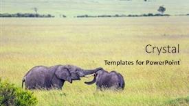  Presentation with elephants - Colorful PPT layouts enhanced with two-young-elephants-play backdrop and a blonde colored foreground