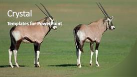  Presentation with kalahari - Presentation consisting of two young gemsbok antelopes oryx gazella kalahari south africa background and a violet colored foreground