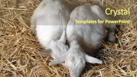  Presentation with straw - Audience pleasing presentation consisting of two young goats lying backdrop and a violet colored foreground